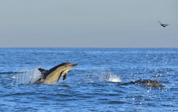 Dolfijnen Zwemmen Oceaan Dolfijnen Zwemmen Springen Van Het Water Lange — Stockfoto