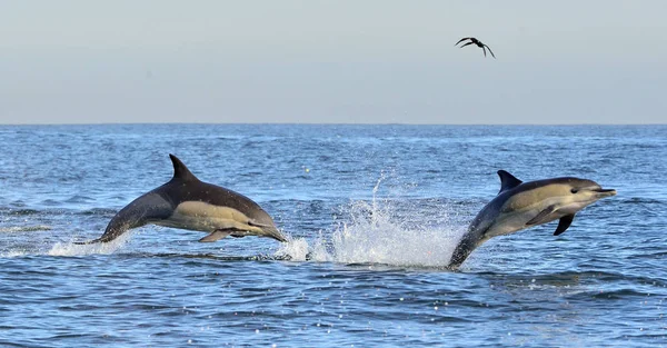 Dolfijnen Zwemmen Oceaan Dolfijnen Zwemmen Springen Van Het Water Lange — Stockfoto