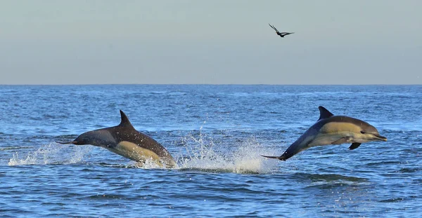 Delfíni Koupání Oceánu Plavou Delfíni Skákat Vody Dlouho Beaked Společný — Stock fotografie