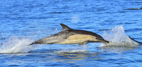 Delfinekkel Úszni Óceánban Delfinek Úszás Ugrás Vízből Hosszúcsőrű Közönséges Delfin — Stock Fotó