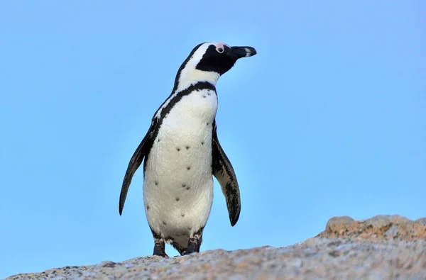 Pápaszemes Pingvin Egyede Megtalálható Demersus Dél Afrika — Stock Fotó