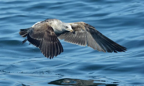 Vogel Vlucht Natuurlijke Blauwe Hemelachtergrond Jonge Kelp Meeuw Larus Dominicanus — Stockfoto