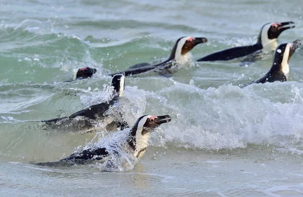 African Penguins Swim Ocean Foam Surf African Penguin Spheniscus Demersus — Stock Photo, Image