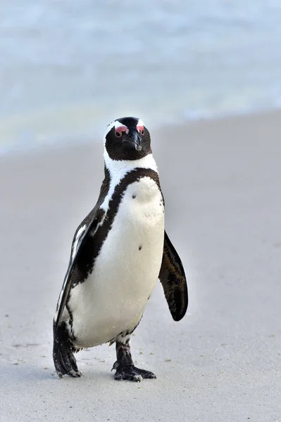 Африканский Пингвин Spheniscus Demersus Южная Африка — стоковое фото