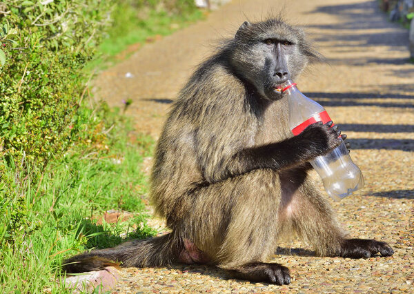 Baboon with bottle. The Chacma baboon (Papio ursinus), also known as the Cape baboon.