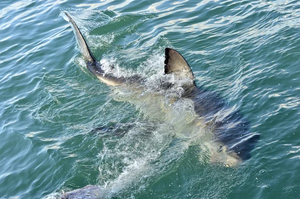 Sırt yüzgeci büyük beyaz köpekbalığı. Büyük beyaz köpekbalığı (Carcharodon carcharias), Gansbaai, Güney Afrika