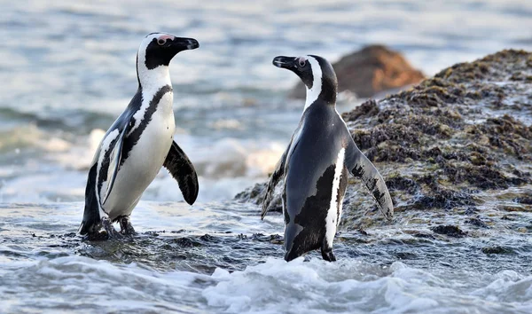 African Penguins Spheniscus Demersus South Africa — Stock Photo, Image