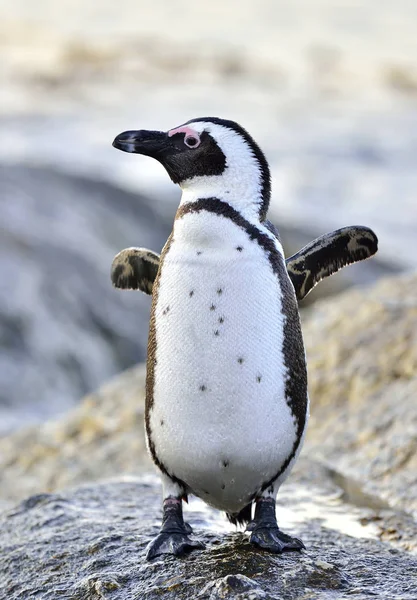 Pingwin Przylądkowy Spheniscus Płetwonurków Demersus Republika Południowej Afryki — Zdjęcie stockowe