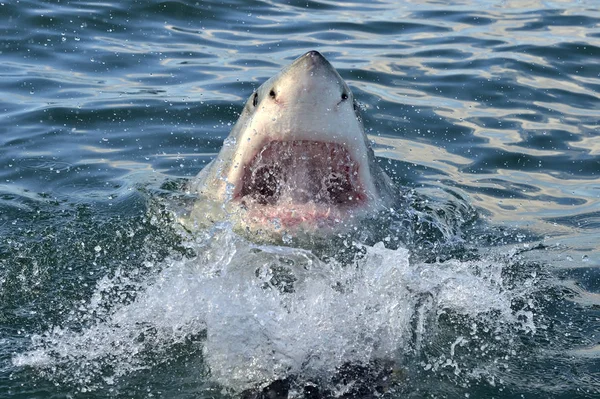 Nagy Fehér Cápa Carcharodon Carcharias Óceán Vízbe Támadás Egy Nagy — Stock Fotó