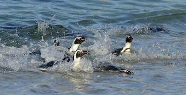 Afrika penguenler okyanustan kumlu sahilde yürümek. Afrika penguenler jackass penguen ve kara ayaklı penguenler da bilinir. Sciencific adı: Spheniscus demersus.
