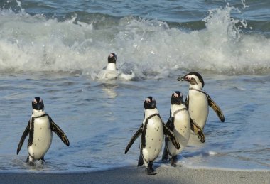 Afrika penguenler okyanustan kumlu sahilde yürümek. Afrika penguenler jackass penguen ve kara ayaklı penguenler da bilinir. Bilimsel adı: Spheniscus demersus.