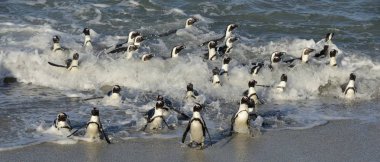 Afrika penguenler okyanustan kumlu sahilde yürümek. Afrika penguenler jackass penguen ve kara ayaklı penguenler da bilinir. Bilimsel adı: Spheniscus demersus.
