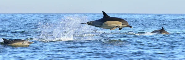 Dolfijnen Zwemmen Oceaan Dolfijnen Zwemmen Springen Van Het Water Lange — Stockfoto