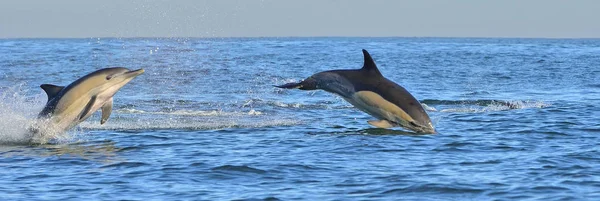 Golfinhos Nadando Oceano Golfinhos Nadam Saltam Água Golfinho Comum Bico — Fotografia de Stock