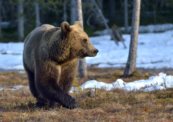 Brunbjørn Ursus Arctos Hann Myra Vårskogen Naturlig Habitat – stockfoto