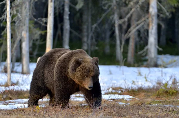 Barnamedve Ursus Arctos Férfi Tavaszi Erdő Bog Természetes Élőhelye — Stock Fotó