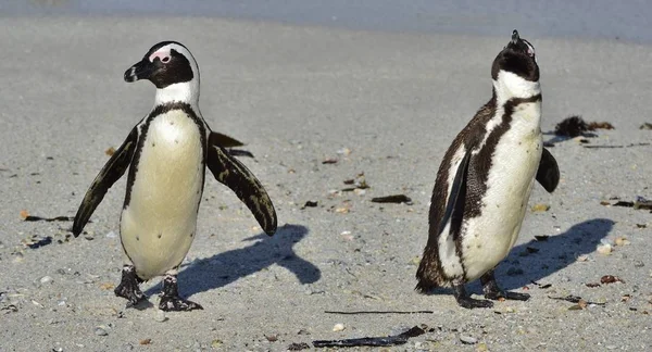 Африканський Пінгвіни Гуляють Океану Піщаному Пляжі Африканський Пінгвин Піднімаючі Demersus — стокове фото
