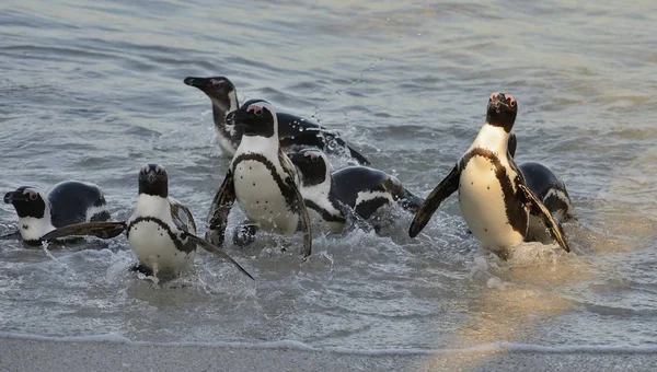 African penguins walk out of the ocean on the sandy beach. African penguins also known as the jackass penguins and black-footed penguins. Sciencific name: Spheniscus demersus.