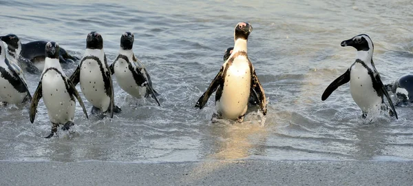 Afrikaanse Pinguïns Uit Lopen Van Oceaan Het Zandstrand Afrikaanse Pinguïns — Stockfoto