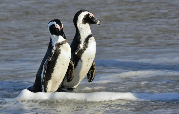 African Penguins Walk Out Ocean Sandy Beach African Penguin Spheniscus — Stock Photo, Image