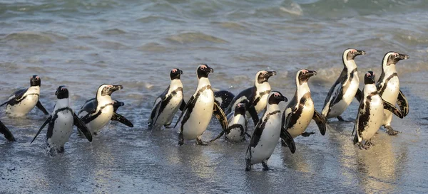 African penguins walk out of the ocean on the sandy beach. African penguins also known as the jackass penguins and black-footed penguins. Sciencific name: Spheniscus demersus.
