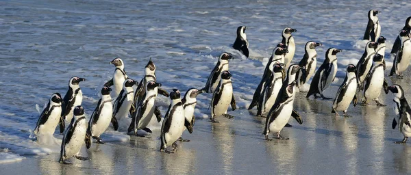 Los Pingüinos Africanos Salen Del Océano Playa Arena Pingüinos Africanos — Foto de Stock