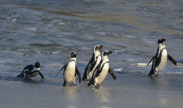 African penguins walk out of the ocean on the sandy beach. African penguins also known as the jackass penguins and black-footed penguins. Sciencific name: Spheniscus demersus.