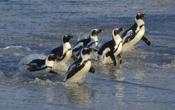 African Penguins Walk Out Ocean Sandy Beach African Penguins Also — Stock Photo, Image