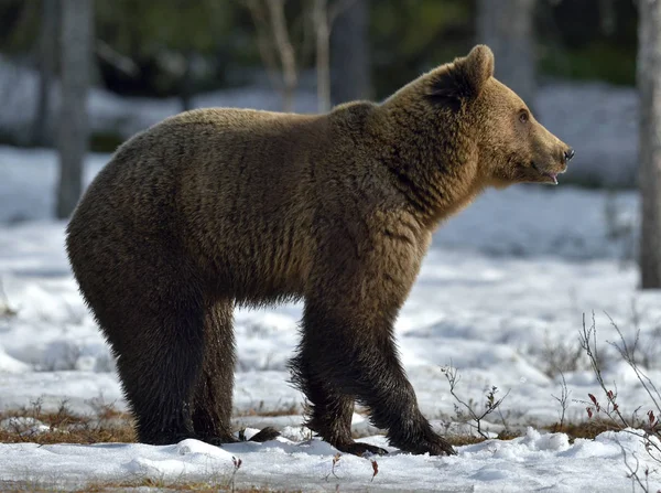 Καφέ Αρκούδα Ursus Arctos Για Χιόνι Βάλτο Στο Δάσος Άνοιξη — Φωτογραφία Αρχείου
