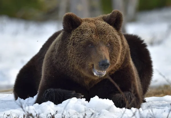 Brunbjörn Ursus Arctos Snön Träsk Vårskog — Stockfoto