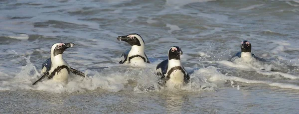 African Penguins Walk Out Ocean Sandy Beach African Penguins Also — Stock Photo, Image
