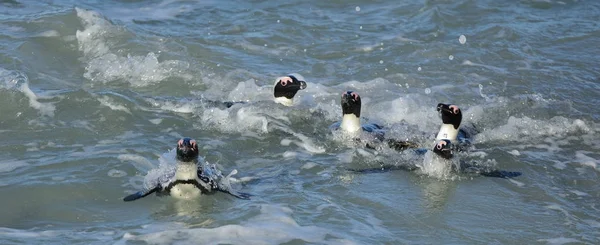 Αφρικανική Πιγκουΐνους Πόδια Από Τον Ωκεανό Στην Παραλία Αφρικανική Penguins — Φωτογραφία Αρχείου