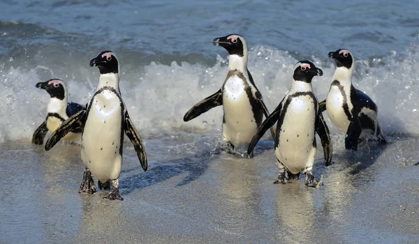 African penguins walk out of the ocean on the sandy beach. African penguins also known as the jackass penguins and black-footed penguins. Scientific name: Spheniscus demersus.