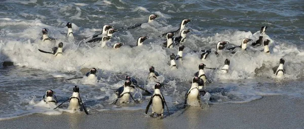 Africké Tučňáci Chůze Oceánu Písečné Pláži Africké Tučňáci Také Známý — Stock fotografie