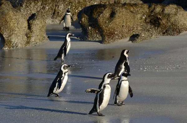 Les Pingouins Africains Sortent Océan Sur Plage Sable Fin Pingouins — Photo