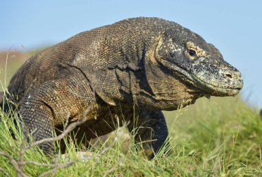 Komodo dragon (Varanus komodoensis) portresi dünyanın en büyük yaşam kertenkele var. Ada Rinca. Endonezya.
