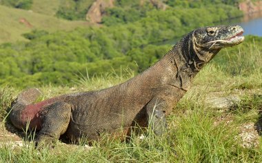 Komodo dragon. (Varanus komodoensis) Dünya yaşam kertenkele doğal ortamlarında içinde en büyük. Rinca Adası. Endonezya.