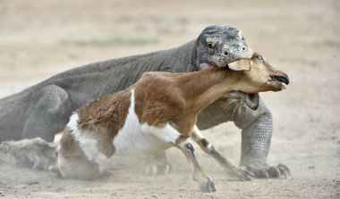 Ejderhalar saldırılar. Komodo ejderleri av saldırır. Komodo Ejderi, Varanus komodoensis, dünyanın en büyük yaşam kertenkele var. Ada Rinca. 