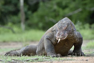 O çatal dilini Komodo dragon (Varanus komodoensis) hava kokla. Dünya yaşam kertenkele doğal ortamlarında içinde en büyük. Ada Rinca.