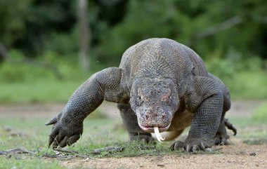 O çatal dilini Komodo dragon (Varanus komodoensis) hava kokla. Dünya yaşam kertenkele doğal ortamlarında içinde en büyük. Ada Rinca.