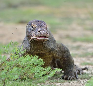 O çatal dilini Komodo dragon (Varanus komodoensis) hava kokla. Dünya yaşam kertenkele doğal ortamlarında içinde en büyük. Ada Rinca.