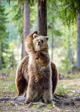 Kahverengi ayılar (Ursus arctos). O ayı ve bataklık üzerinde yavru ayı. Bahar orman.