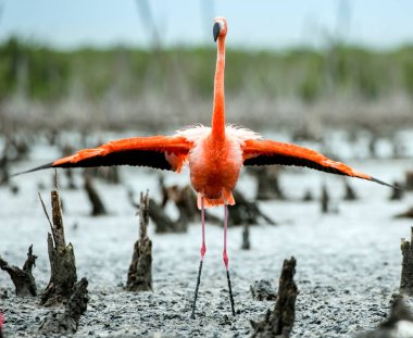 Karayip flamingolar (Phoenicopterus ruber ruber). Rio Maximo, Camagüey, Cuba.