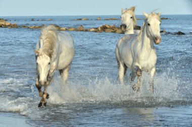 Beyaz Camargue su üzerinde çalışan at sürüsü. Parc bölge de Camargue - Provence, Fransa 