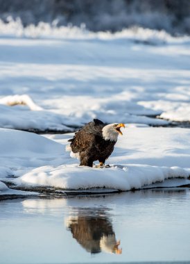 Kar üzerinde bağırarak kel kartal (Haliaeetus leucocephalus). Alaska