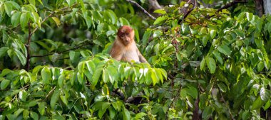 Borneo Adası'vahşi yeşil ormanlarında bir ağaç üzerinde hortum maymun. Hortum maymun (Nasalis larvatus) veya Endonezya bekantan olarak bilinen, uzun burunlu maymun