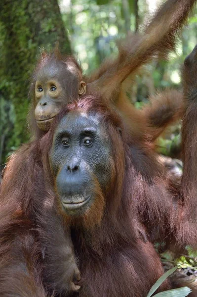 Mum Tyłu Cub Orangutan Powrót Matki Rainforest Zielony Siedlisk Przyrodniczych — Zdjęcie stockowe