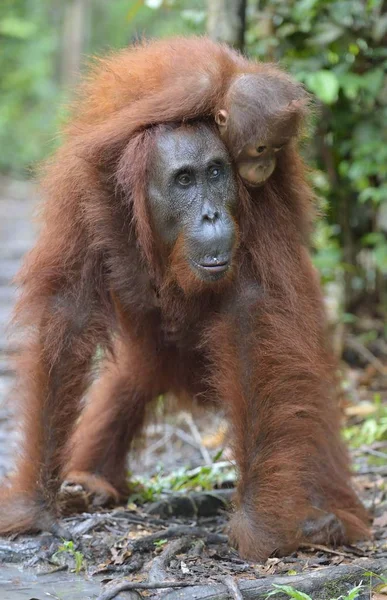 Nas Costas Uma Mãe Uma Cria Orangotango Nas Costas Mãe — Fotografia de Stock