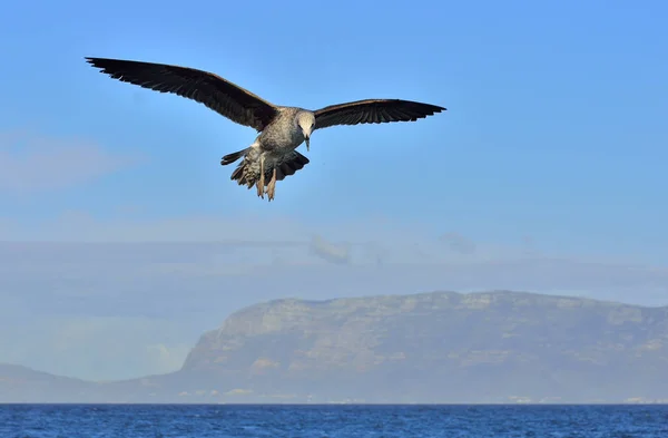 Fågel Flykten Naturliga Blå Himmel Bakgrund Flygande Juvenil Kelp Mås — Stockfoto