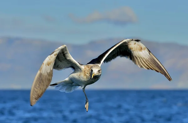 Fågel Flykten Naturliga Blå Himmel Bakgrund Flygande Juvenil Kelp Mås — Stockfoto